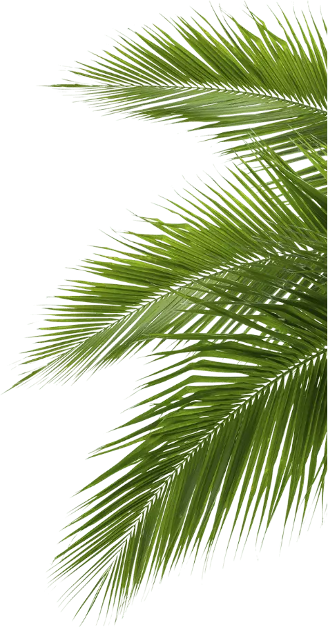 image feuille palmier